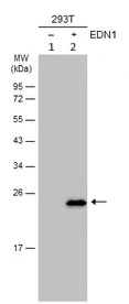 Western blot - Anti-Endothelin 1 antibody (AB97662)