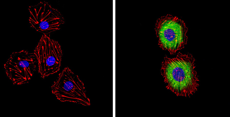 Immunocytochemistry/ Immunofluorescence - Anti-Endothelin 1 antibody [TR.ET.48.5] (ab2786), expandable thumbnail