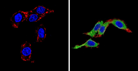 Immunocytochemistry/ Immunofluorescence - Anti-Endothelin 1 antibody [TR.ET.48.5] (ab2786), expandable thumbnail
