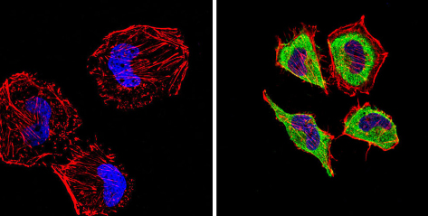 Immunocytochemistry/ Immunofluorescence - Anti-Endothelin 1 antibody [TR.ET.48.5] (AB2786), expandable thumbnail