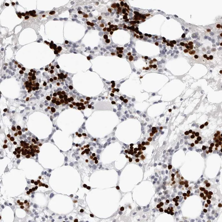 Immunohistochemistry (Formalin/PFA-fixed paraffin-embedded sections) - Anti-Endothelin 2/ET-2 antibody (AB246962)
