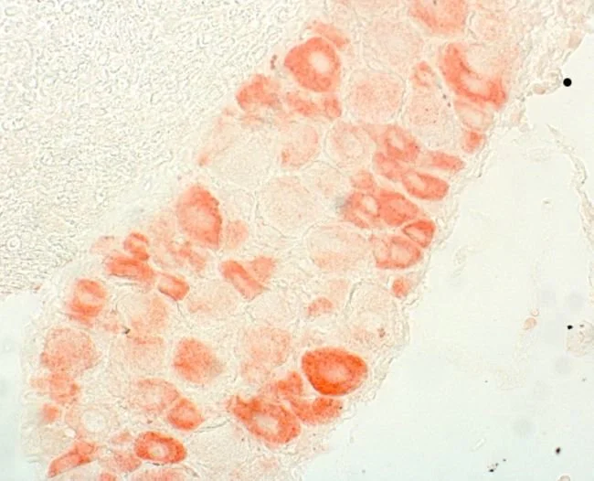 Immunohistochemistry (Formalin/PFA-fixed paraffin-embedded sections) - Anti-Endothelin A Receptor/ET-A antibody (AB117521)