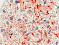 Immunohistochemistry (Formalin/PFA-fixed paraffin-embedded sections) - Anti-Endothelin A Receptor/ET-A antibody (AB117521)