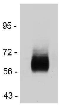 Western blot - Anti-Endothelin A Receptor/ET-A antibody (AB117521)