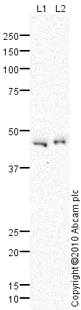 Western blot - Anti-Endothelin A Receptor/ET-A antibody (AB85163)