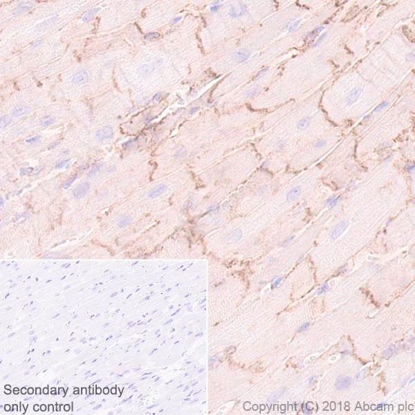 Immunohistochemistry (Formalin/PFA-fixed paraffin-embedded sections) - Anti-Endothelin A Receptor/ET-A antibody [UMB-8-37-1] (AB178454)