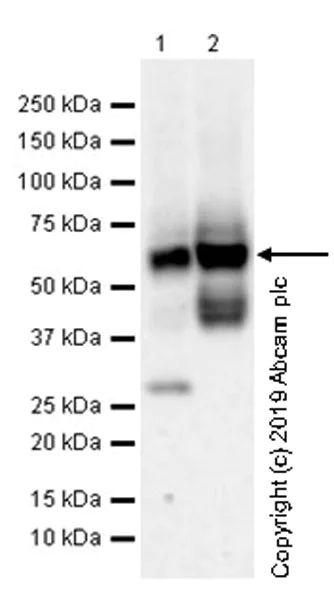 Western blot - Anti-Endothelin A Receptor/ET-A antibody [UMB-8-37-1] (AB178454)