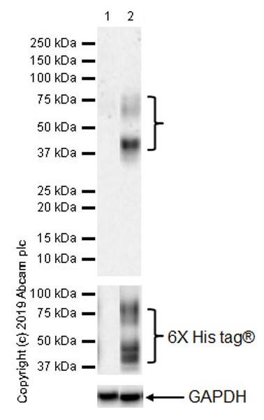 Western blot - Anti-Endothelin A Receptor/ET-A antibody [UMB-8-37-1] (AB178454), expandable thumbnail