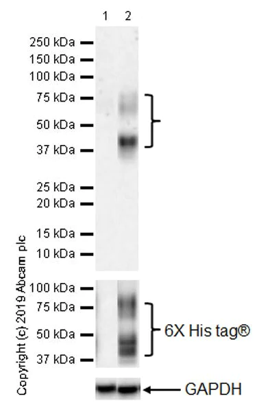 Western blot - Anti-Endothelin A Receptor/ET-A antibody [UMB-8-37-1] (AB178454)
