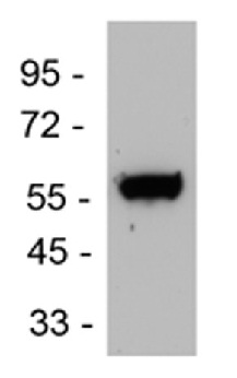 Western blot - Anti-Endothelin B Receptor/ET-B antibody (AB117529), expandable thumbnail