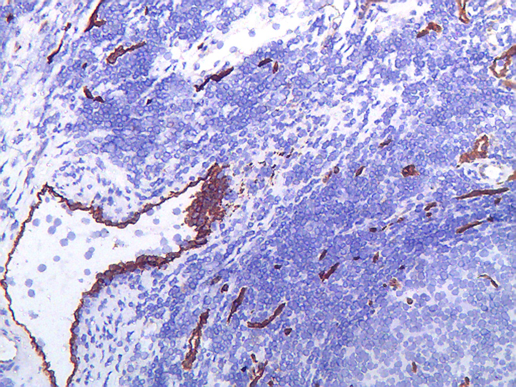 Immunohistochemistry (Frozen sections) - Anti-Endothelium antibody [PAL-E] (AB8086)