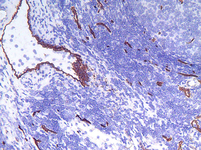 Immunohistochemistry (Frozen sections) - Anti-Endothelium antibody [PAL-E] (AB8086)