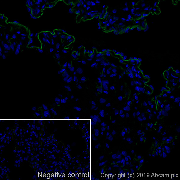 Immunohistochemistry (Frozen sections) - Anti-Endothelium, macrophages and red blood cells antibody [OX-43] - BSA and Azide free (AB244597), expandable thumbnail