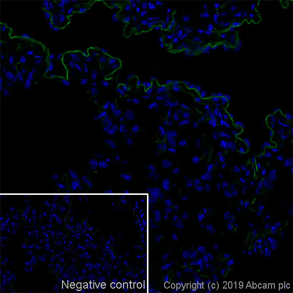 Immunohistochemistry (Frozen sections) - Anti-Endothelium, macrophages and red blood cells antibody [OX-43] - BSA and Azide free (AB244597)