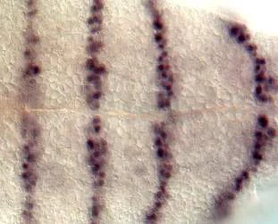 IHC - Wholemount - Anti-Engrailed and Invected antibody [4D9] (AB12454)