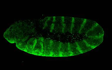 IHC - Wholemount - Anti-Engrailed and Invected antibody [4D9] (AB12454)