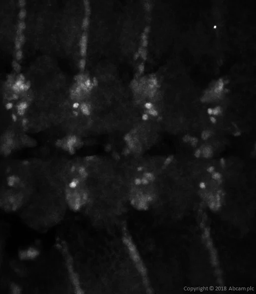 IHC - Wholemount - Anti-Engrailed and Invected antibody [4D9] (AB12454)