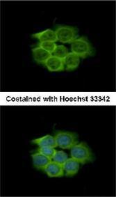 Immunocytochemistry/ Immunofluorescence - Anti-ENO1 antibody (AB126136), expandable thumbnail