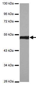 Western blot - Anti-ENO1 antibody (AB126136), expandable thumbnail
