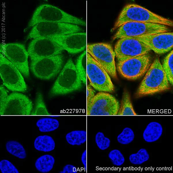 Immunocytochemistry/ Immunofluorescence - Anti-ENO1 antibody [EPR19758] (AB227978)