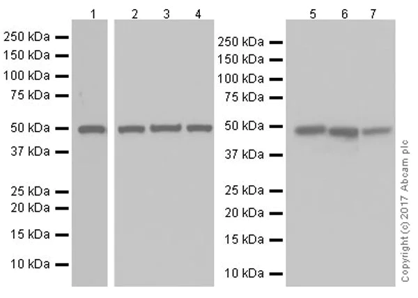 Western blot - Anti-ENO1 antibody [EPR19758] (AB227978)