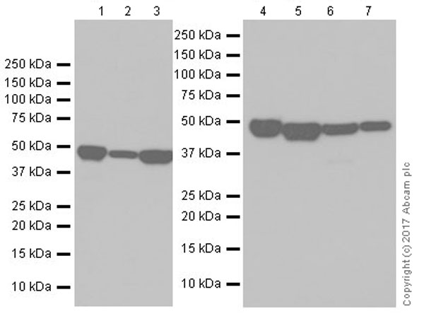 Western blot - Anti-ENO1 antibody [EPR19758] (AB227978)