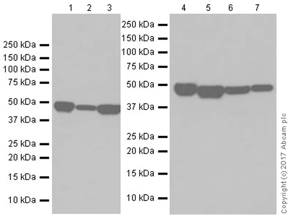 Western blot - Anti-ENO1 antibody [EPR19758] (AB227978)