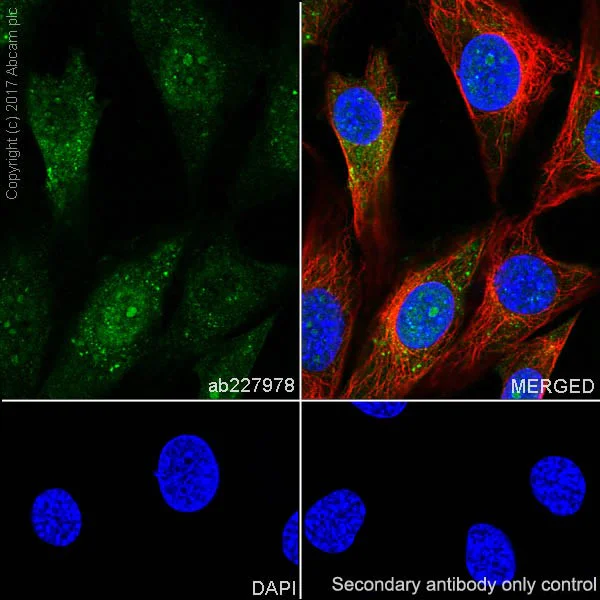 Immunocytochemistry/ Immunofluorescence - Anti-ENO1 antibody [EPR19758] - BSA and Azide free (AB229378)