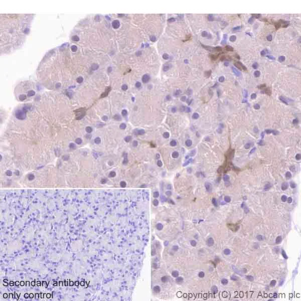 Immunohistochemistry (Formalin/PFA-fixed paraffin-embedded sections) - Anti-ENO1 antibody [EPR19758] - BSA and Azide free (AB229378)