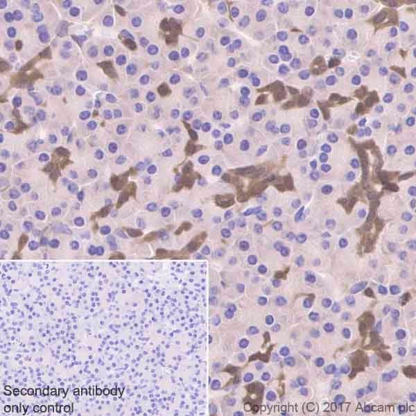 Immunohistochemistry (Formalin/PFA-fixed paraffin-embedded sections) - Anti-ENO1 antibody [EPR19758] - BSA and Azide free (AB229378)