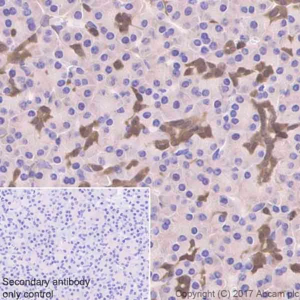 Immunohistochemistry (Formalin/PFA-fixed paraffin-embedded sections) - Anti-ENO1 antibody [EPR19758] - BSA and Azide free (AB229378)