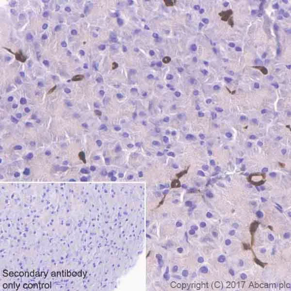 Immunohistochemistry (Formalin/PFA-fixed paraffin-embedded sections) - Anti-ENO1 antibody [EPR19758] - BSA and Azide free (AB229378)
