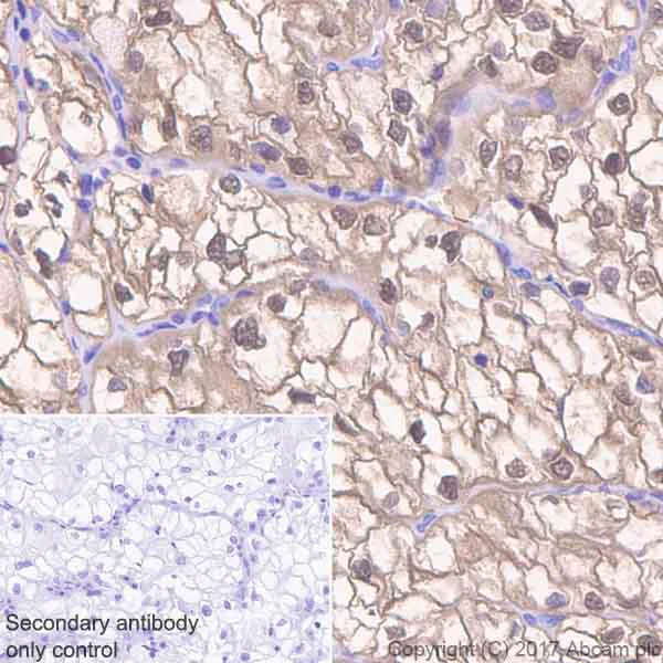 Immunohistochemistry (Formalin/PFA-fixed paraffin-embedded sections) - Anti-ENO1 antibody [EPR19758] - BSA and Azide free (AB229378)