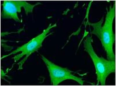 Immunocytochemistry/ Immunofluorescence - ENO1 Assay Kit (alpha Enolase, Human) (AB117994)