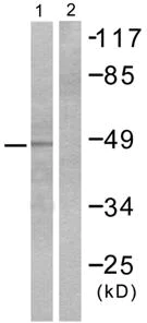 Western blot - Anti-ENO1 + ENO2 + ENO3 antibody (AB53025)
