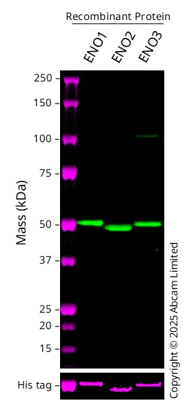 Western blot - Anti-ENO1 + ENO2 + ENO3 antibody (AB53025)