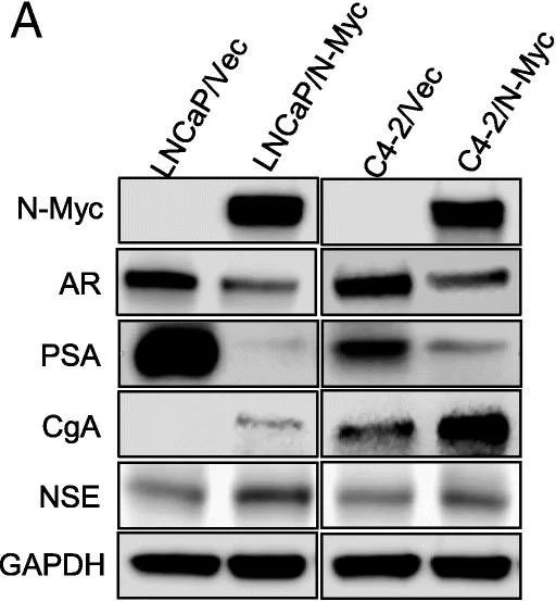 Western blot - Anti-ENO1 + ENO2 + ENO3 antibody (AB53025)