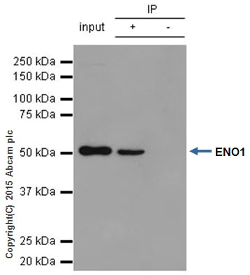 Immunoprecipitation - Anti-ENO1 + ENO2 + ENO3 antibody [EPR10863(B)] (AB155102)