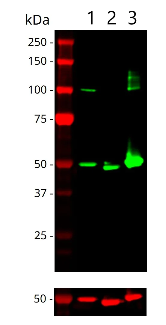Western blot - Anti-ENO1 + ENO2 + ENO3 antibody [EPR10863(B)] (AB155102)