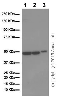 Western blot - Anti-ENO1 + ENO2 + ENO3 antibody [EPR10863(B)] (AB155102)