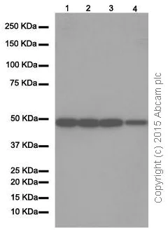 Western blot - Anti-ENO1 + ENO2 + ENO3 antibody [EPR10863(B)] (AB155102)