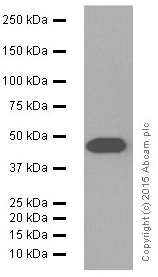 Anti-ENO1 + ENO2 + ENO3 antibody [EPR10863(B)]