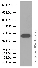 Western blot - Anti-ENO1 + ENO2 + ENO3 antibody [EPR10863(B)] (AB155102)