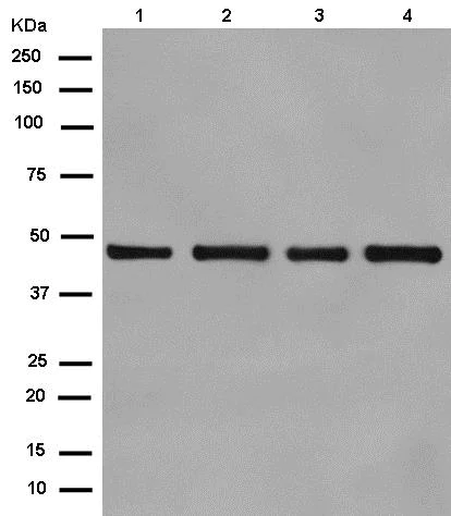 Western blot - Anti-ENO1 + ENO2 + ENO3 antibody [EPR12483] (AB180943)