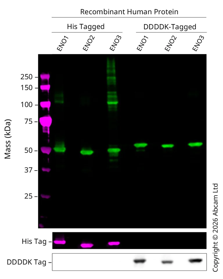 Western blot - Anti-ENO1 + ENO2 + ENO3 antibody [EPR12483] (AB180943)