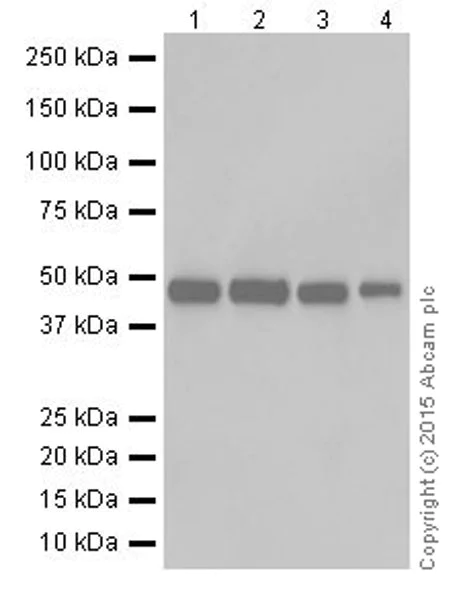 Western blot - Anti-ENO1 + ENO2 + ENO3 antibody [EPR18407] (AB189891)