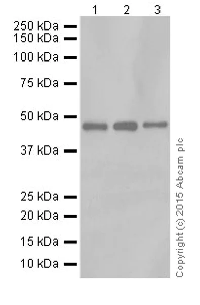 Western blot - Anti-ENO1 + ENO2 + ENO3 antibody [EPR18407] - BSA and Azide free (AB250997)