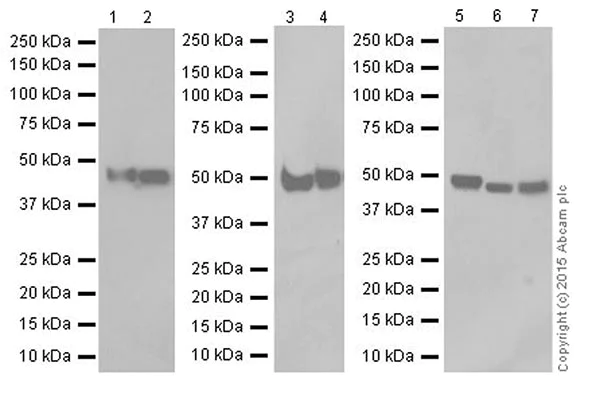 Western blot - Anti-ENO1 + ENO2 + ENO3 antibody [EPR18407] - BSA and Azide free (AB250997)