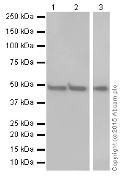 Western blot - Anti-ENO1 + ENO2 + ENO3 antibody [EPR18407] - BSA and Azide free (AB250997)