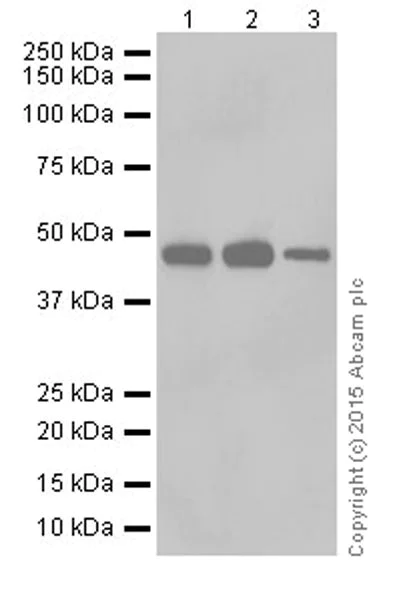 Western blot - Anti-ENO1 + ENO2 + ENO3 antibody [EPR18422] (AB189892)